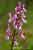 Orchis x alata , O. morio x laxiflora