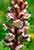 Gezähnelte Sommerwurz - Orobanche crenata - Bean Broomrape