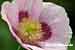 Schlafmohn - Papaver somniferum - Opium Poppy Foto