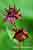 Potentilla palustris - Sumpfblutauge - Marsh Cinquefoil Foto