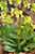 Hohe Schlüsselblume Primel - Primula elatior - True Oxlip