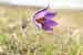 Gewöhnliche Küchenschelle - Pulsatilla vulgaris - Pasque Flower Foto