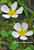 Wasserhahnenfuß - Ranunculus aquatilis - Whitewater Crowfoot