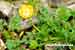 Knolliger Hahnenfuss - Ranunculus bulbosus - Bulbous Buttercup