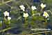 Gespreizter Wasserhahnenfuß - Ranunculus circinatus - Fan-leaved Water Goosefoot