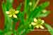 Gifthahnenfuss - Ranunculus sceleratus - Celery-leaved Buttercup