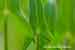 Pfeilkraut - Sagittaria sagittifolia - Arrowhead
