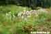 Echtes Seifenkraut - Saponaria officinalis - Soapwort Foto