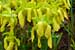 Gelbe Schlauchpflanze - Sarracenia flava - Yellow Pitcher Plant