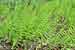 Thelypteris palustris - Sumpffarn - Marsh Fern