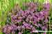 Feldthymian - Feld Thymian Quendel - Thymus serphyllum - Wild Thyme