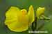Gewöhnlicher Wasserschlauch - Utricularia vulgaris - Common Bladderwort