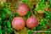 Vaccinium oxycoccos - Moosbeere - Common Cranberry Foto