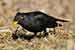 Amsel - Turdus merula - Blackbird