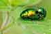 Grüner Blattkäfer / Chrysoline herbacea / Leaf Beetle