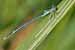 Blaue Federlibelle / Platycnemis pennipes / White-legged Damselfly
