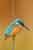 Alcedo atthis - Eisvogel Bild - Kingfisher