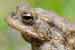 Erdkröte / Bufo bufo / Common Toad Foto