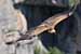 Gänsegeier - Gryps fulvus - griffon vulture