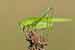 Gemeine Sichelschrecke / Phaneroptera falcata / Sickle Bearing Bush Cricket