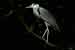 Graureiher - Ardea cinerea - Grey Heron