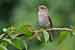 Grauschnäpper - Muscicapa striata - Spotted Flycatcher
