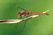 Grosse Heidelibelle / Sympetrum striolatum / Common Darter 