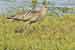 Grosser Brachvogel - Numenius arquata - Curlew