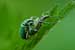 Grünrüssler / Phyllobius argentatus / Silver Green Leaf Beetle