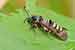 Himbeer-Glasflügler - Pennisetia hylaeiformis - Raspberry Clearwing Moth