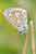 Himmelblauer Bläuling - Polyommatus bellargus - Adonis Blue, Milbe, Schmetterlingsparasit, Parasit