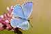 Himmelblauer Bläuling - Polyommatus bellargus - Adonis Blue