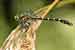 Kleine Zangenlibelle / Onychogomphus forcipatus / Small Pincertail