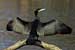 Kormoran - Phalacrocorax carbo - Cormorant Foto