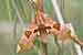 Lindenschwärmer - Mimas tiliae - Lime Hawk-moth
