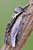 Pappel-Zahnspinner, Pappel Porzellanspinner - Pheosia tremula - Swallow Prominent