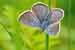 Rotklee-Bläuling Violetter Waldbläuling - Polyommatus semiargus - Mazarine Blue