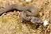 Schlingnatter, Glattnatter / Coronella austriaca / Smooth Snake