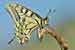Schwalbenschwanz Raupe - Papilio machaon - Swallowtail