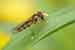 Winter Schwebfliege - Episyrphus balteanus / Hoverfly