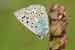 Silbergrüner Bläuling - Polyommatus coridon - Chalkhill Blu