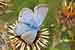 Silbergrüner Bläuling - Polyommatus coridon - Chalkhill Blue