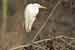Silberreiher - Casmerodius albus - Great White Egret