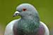 Strassentaube - Columba livia domestica - Feral Pigeon