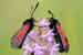 Thymianwidderchen - Zygaena purpuralis - Transparent Burnet