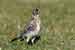 Wacholderdrossel - Turdus pilaris - Fieldfare - Foto Bild
