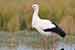 Weißstorch, Storch - Ciconia Ciconia - White Stork
