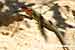 Algerischer Sandläufer / Psammodrumus algirus / Large Psammodrumus