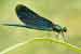 Blauflügel Prachtlibelle / Calopteryx virgo / Beautiful Demoiselle