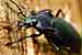Blauvioletter Waldlaufkäfer / Carabus problematicus / Ground Beetle